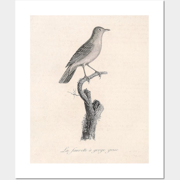 The Grey Throated Warbler Wall Art by ptMaker